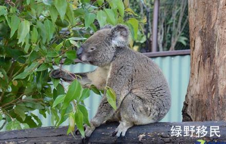 澳洲投资移民新政有哪些?澳洲移民多少钱